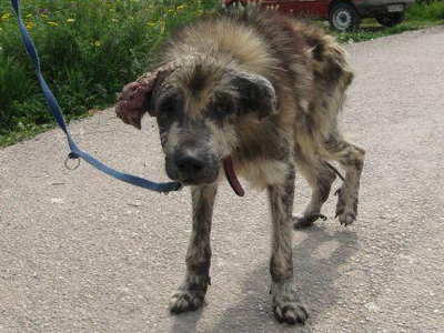 Τον είχαν δεμένο, χωρίς τροφή και νερό